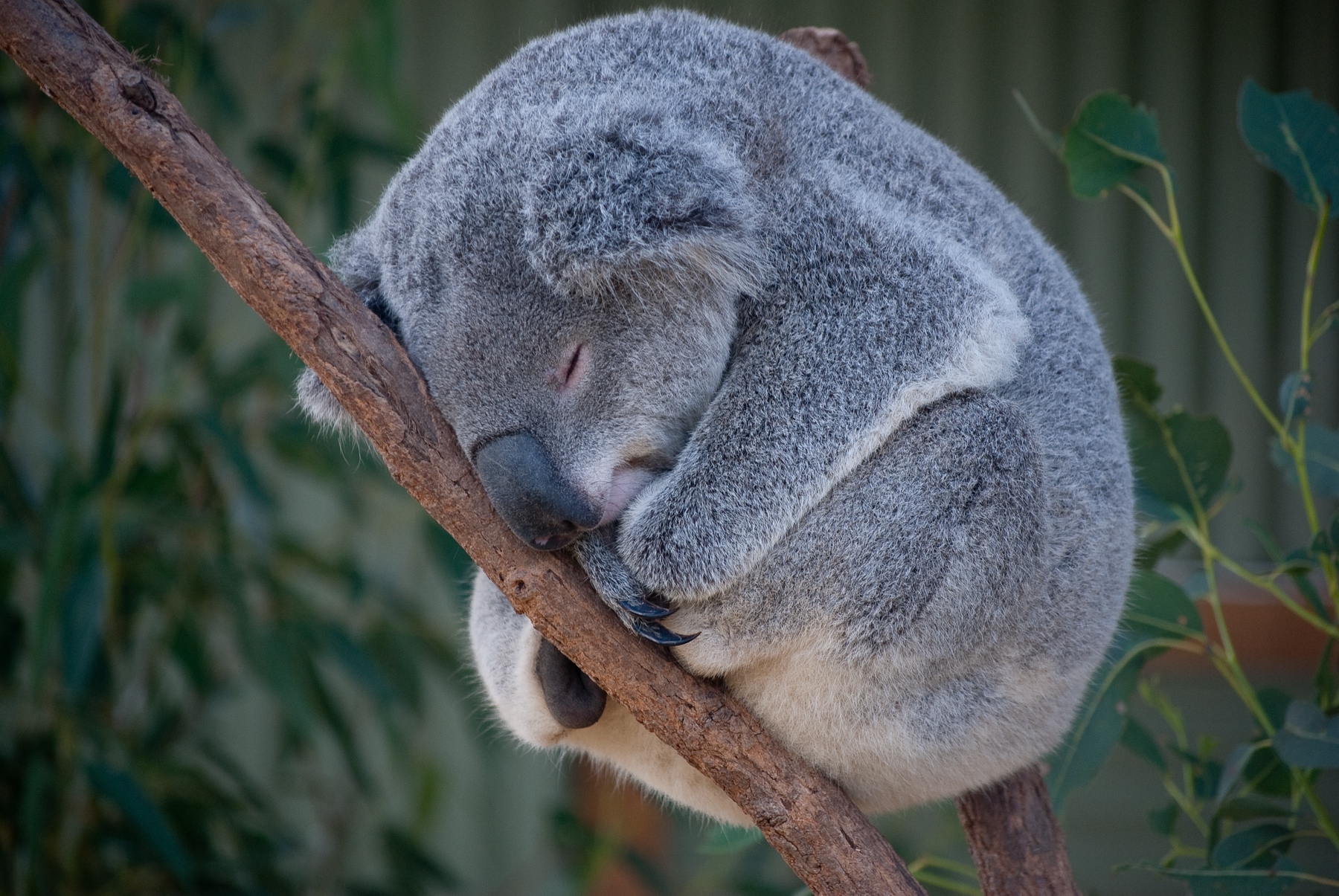 Koala in Australien