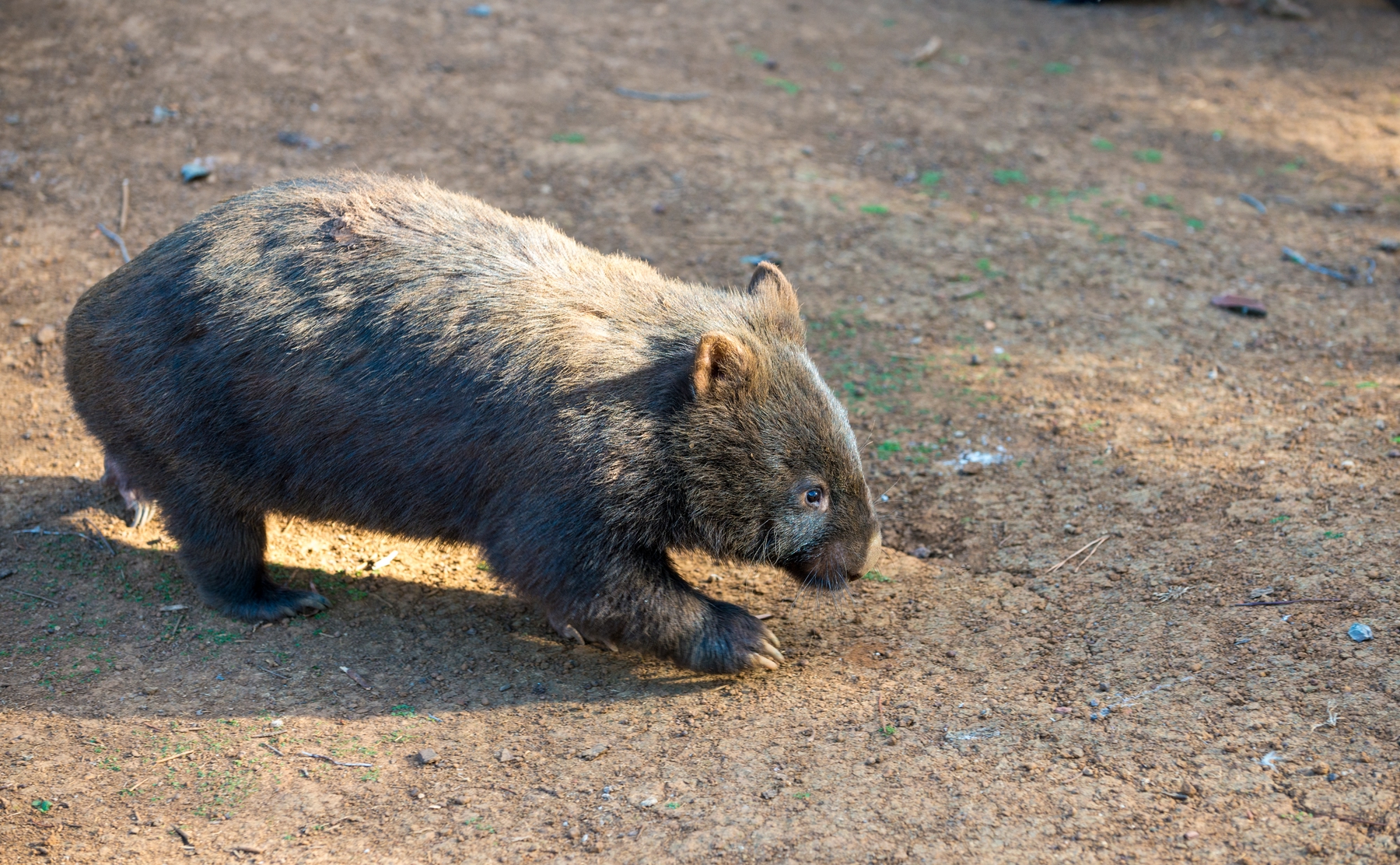 Meet wombats on a wildlife tour to Tasmania