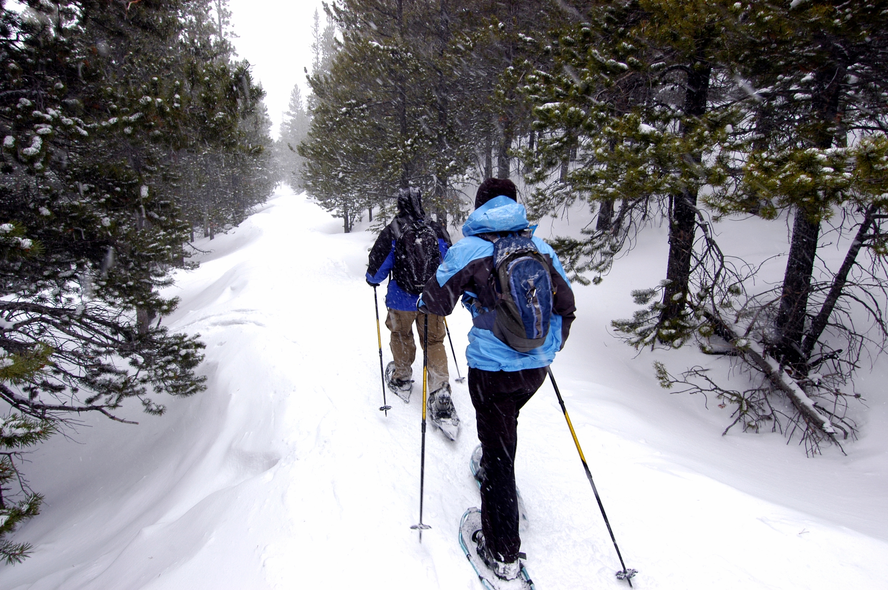 two people cross country skiing in the forest