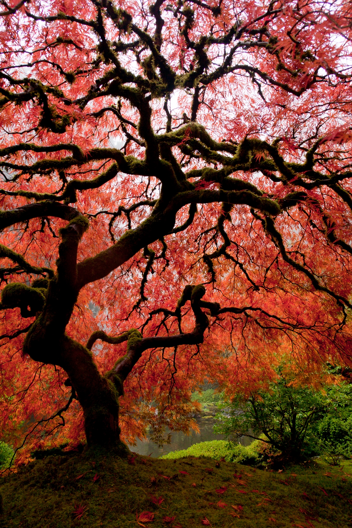 Tree - best time to visit Japan