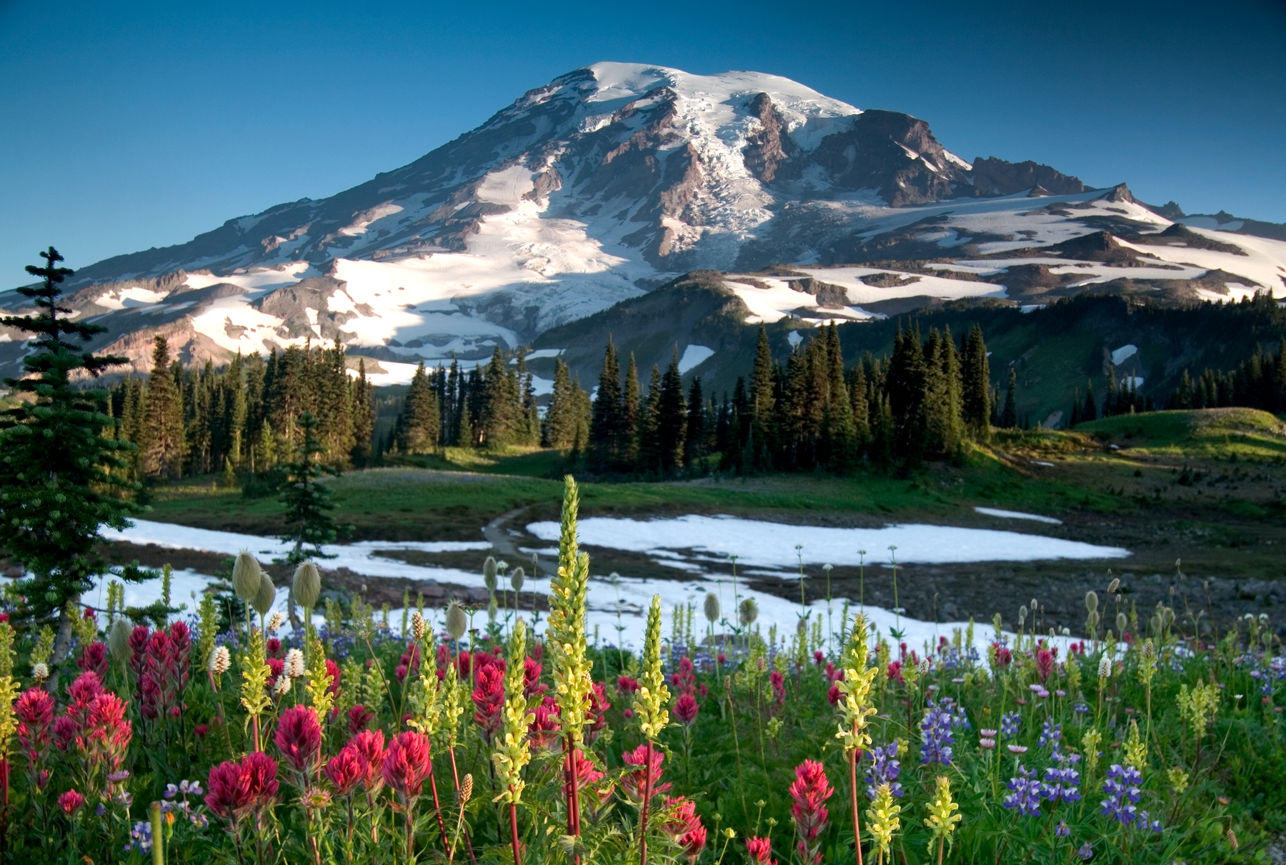 Flowers blooming in front of snowy mountain