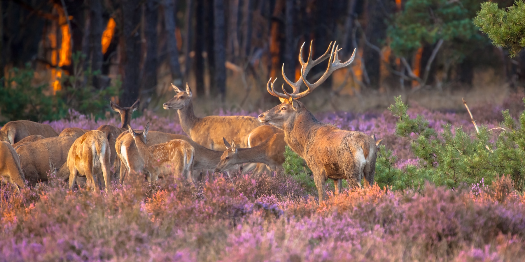 Wild spotten op de Veluwe in Nederland