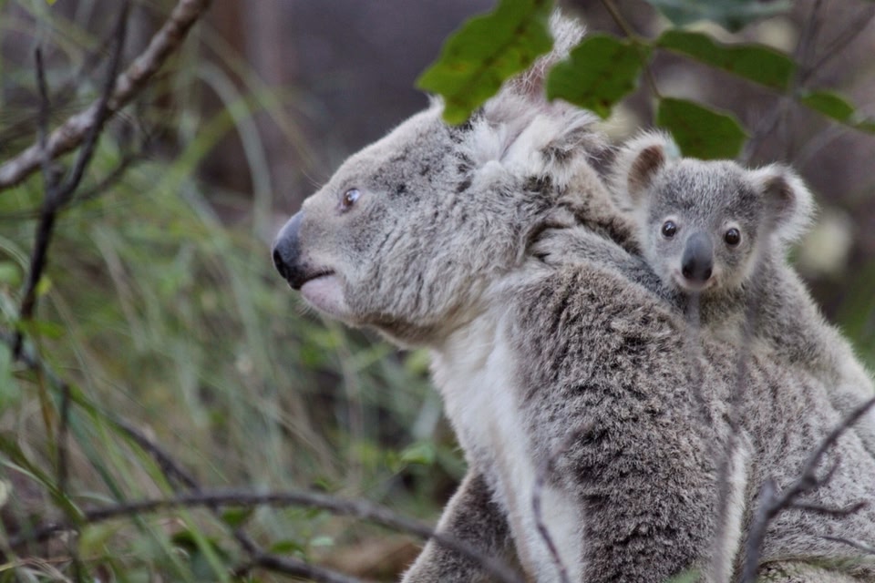Koala in treetop