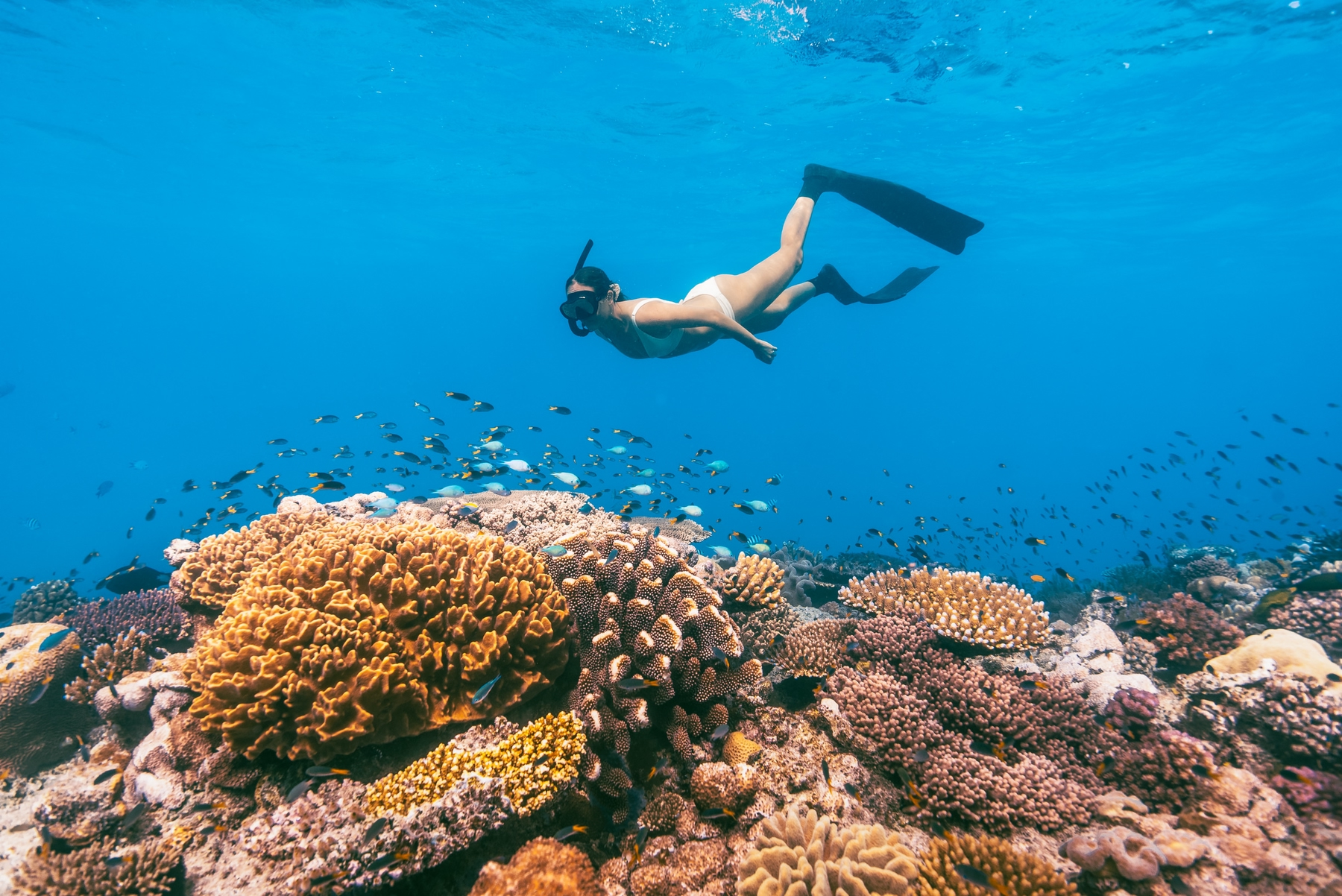 Explore the Great Barrier Reef on short breaks to Queensland