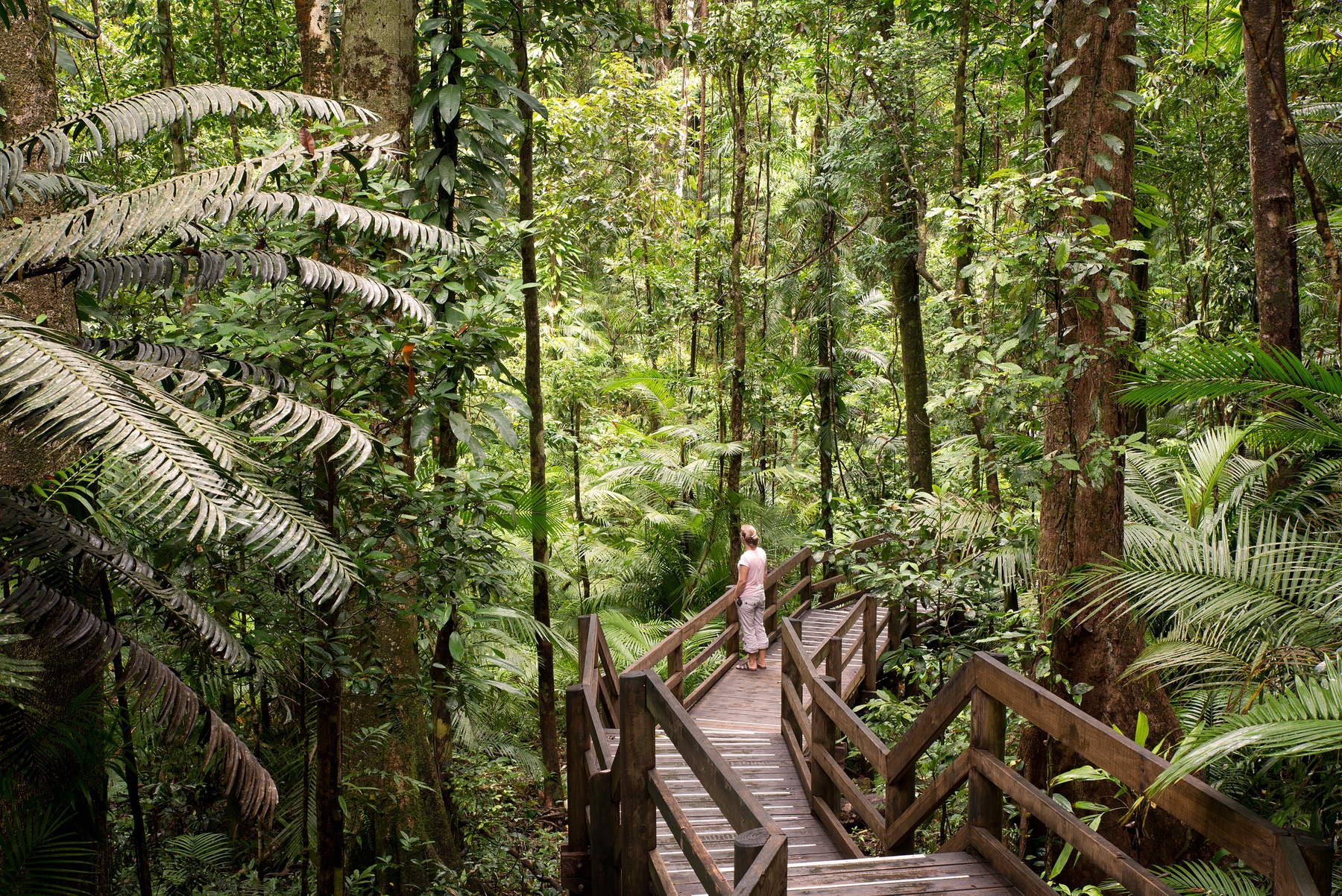 With the Queensland borders open, you can explore the Daintree Rainforest