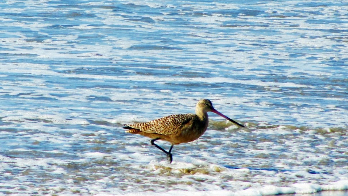 Ein in Florida heimischer Vogel watet durch das Ufer.