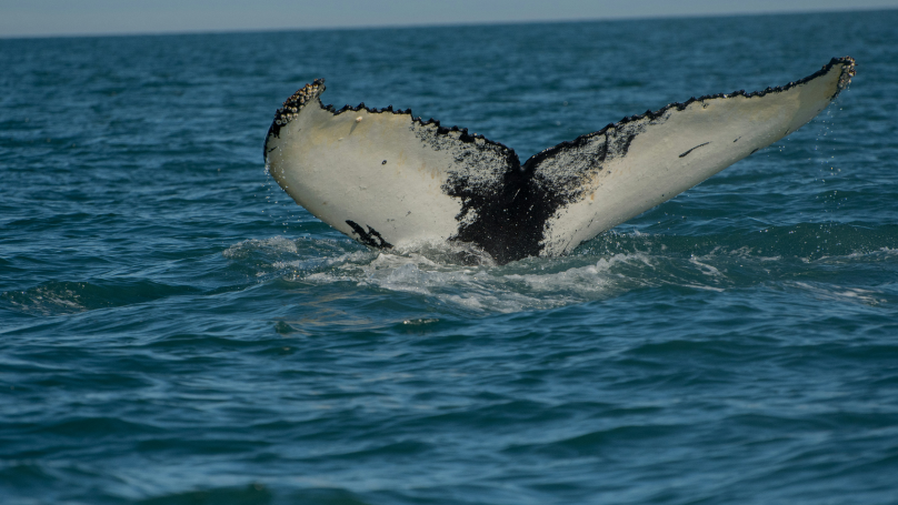 Image showing a whale's tale on water during day time.