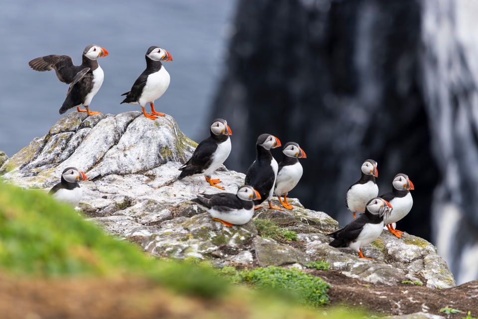 Schottlands Natur und Tierwelt