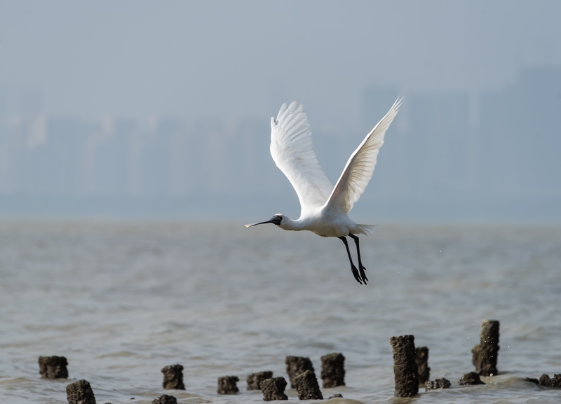 bird flying