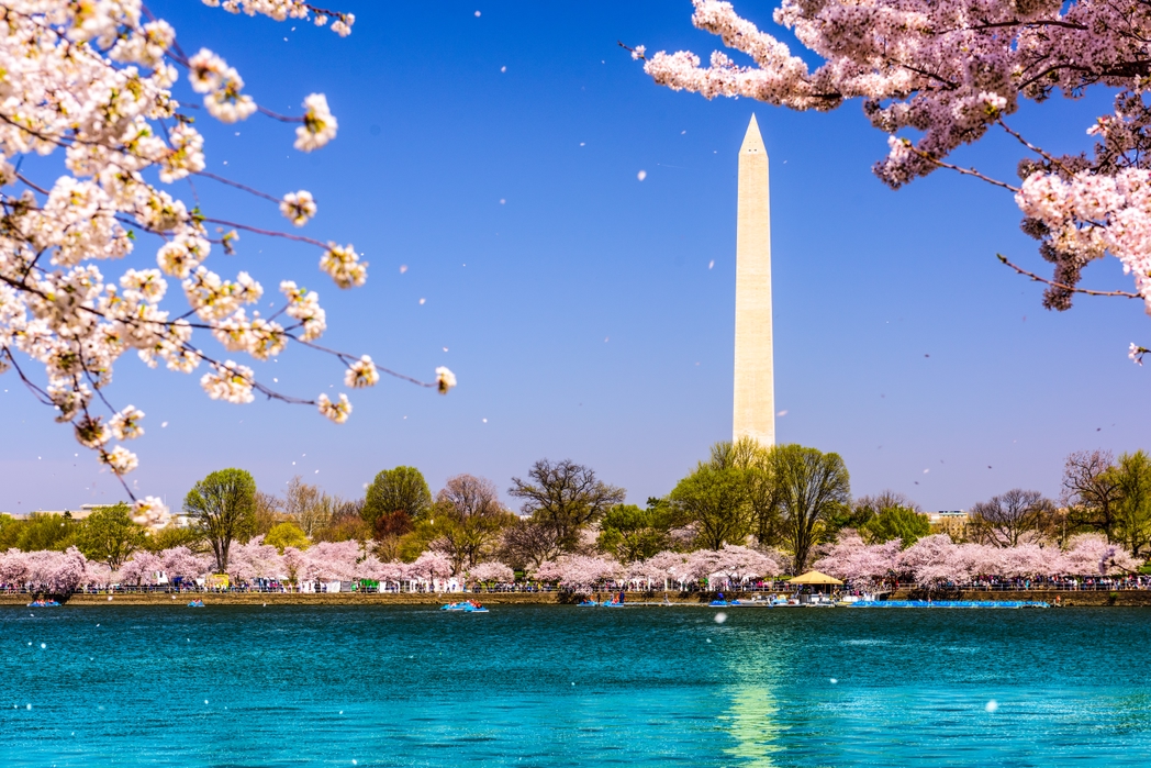 Cherry blossom, Washington DC