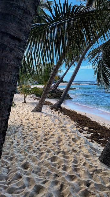 beach with palm trees in the foreground in Barbados.