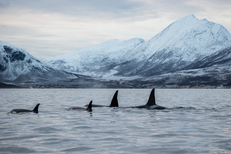 orcas en noruega