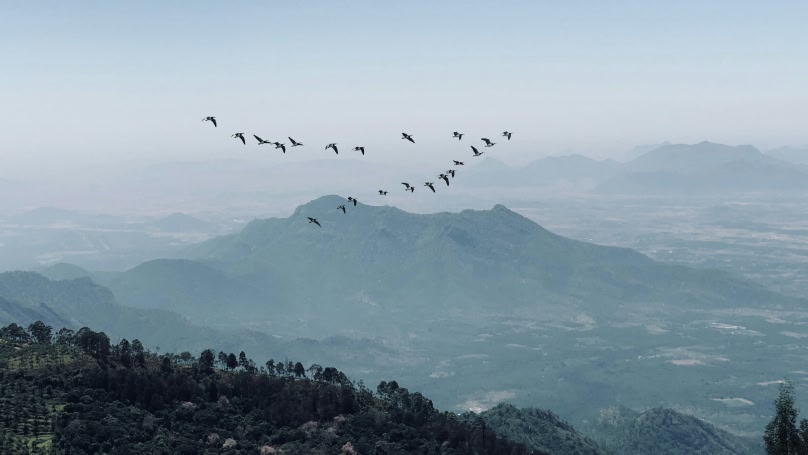 An image of birds flying over the moutains