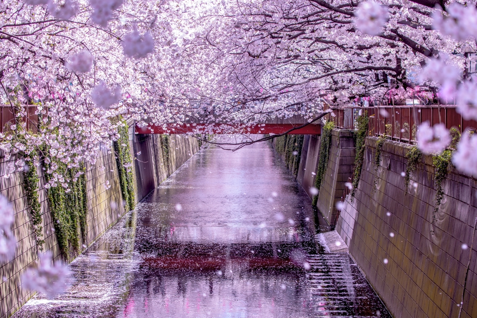 sakura