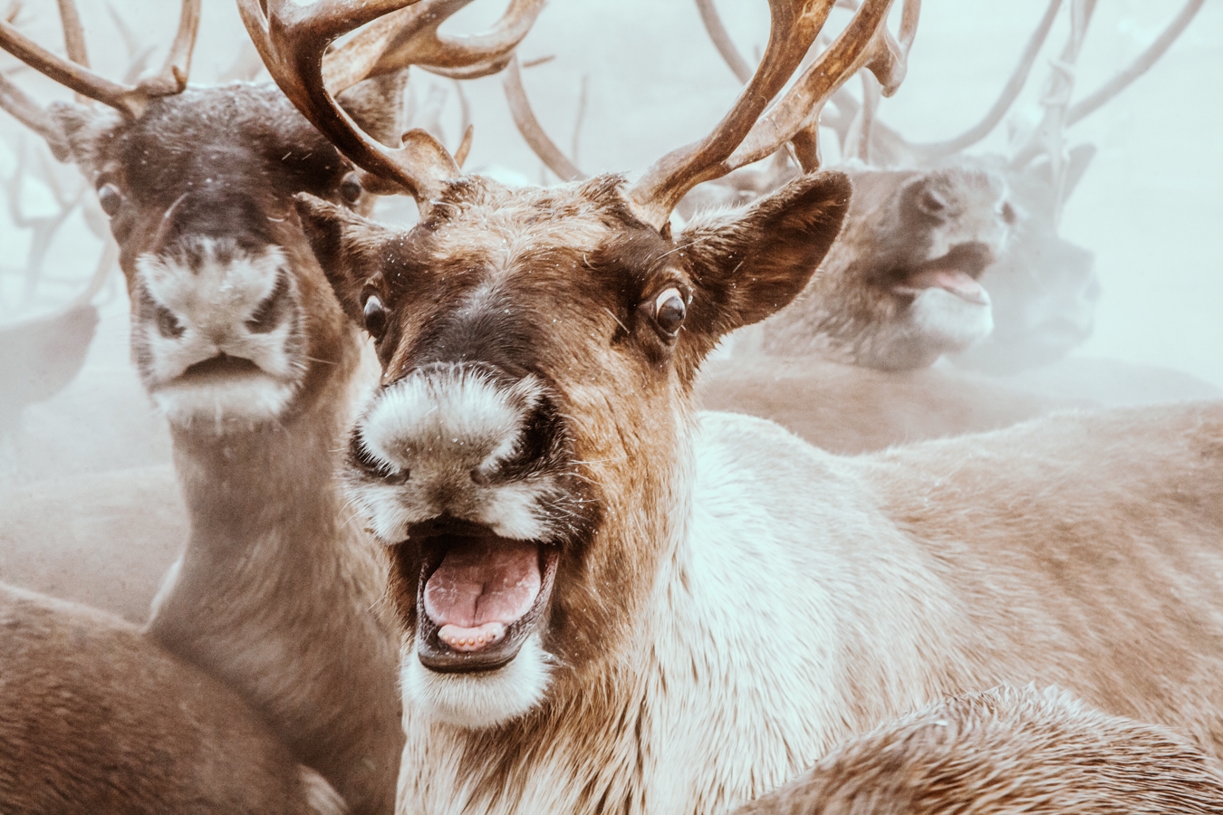 На Камчатке каких только животных не увидишь: от диких медведей и лис до домашних северных оленей