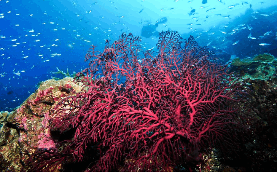 Underwater Coral at Koh Mor