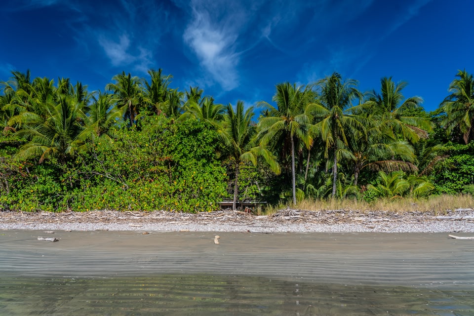 beach in Osa, Puntarenas. Blue skies and palm trees.