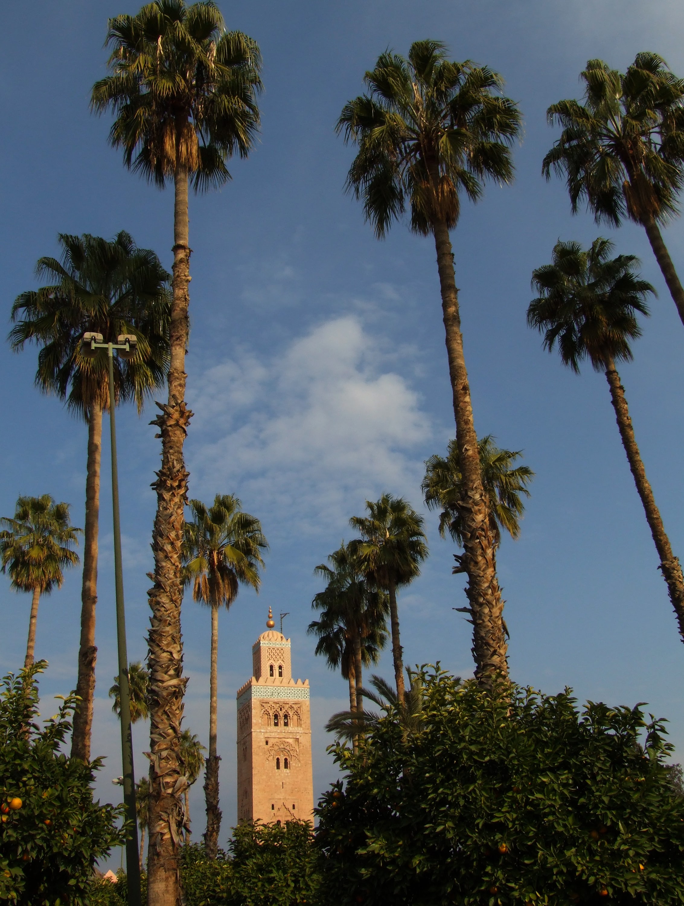 Palm trees in the city of Marrakesh, Morrocco.