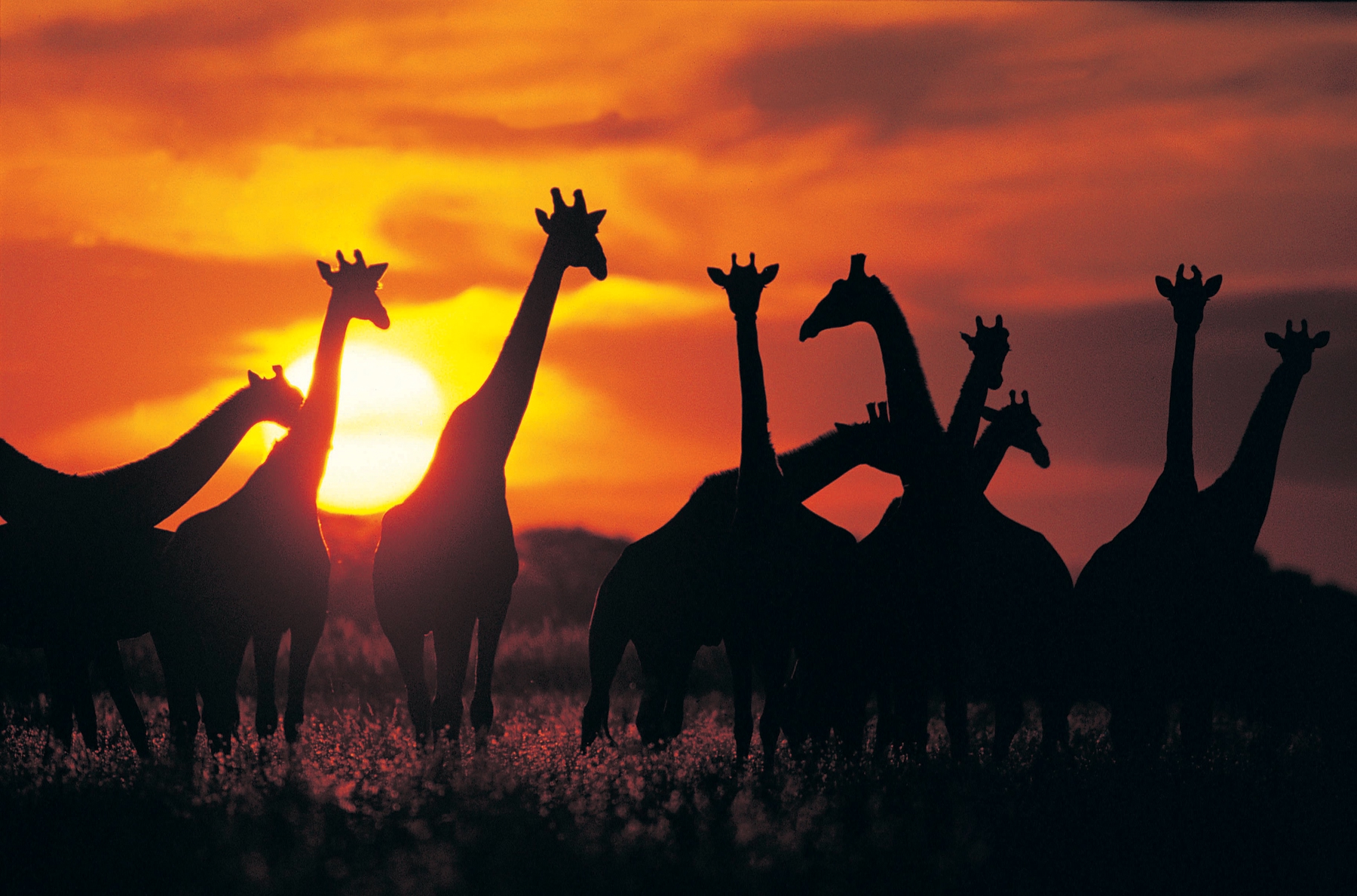 Herd of giraffes in Botswana at sunset