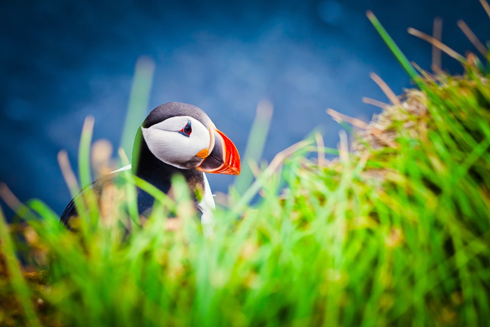 Ein Puffin in Island