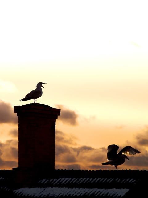 Sillhouette of seagulls in Bornholm, Denmark.
