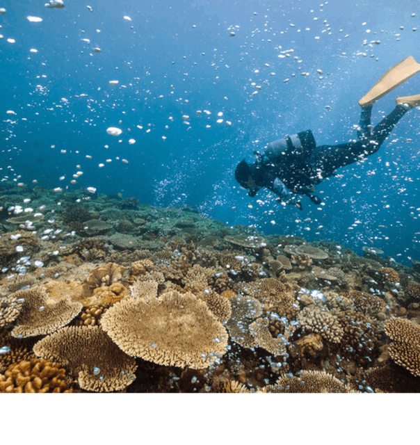 an Immersive underwater scene: A diver explores a vibrant coral area, unveiling the beauty of the underwater world.