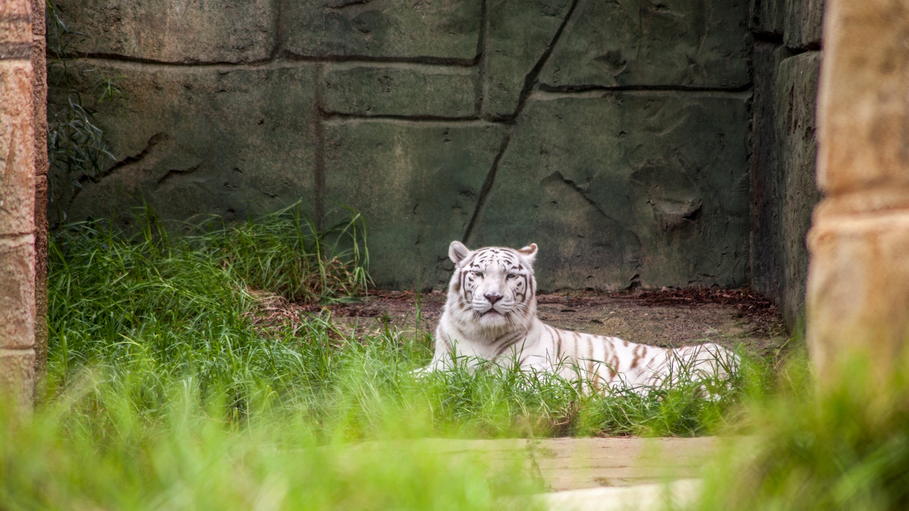 a white tiger at Rancho Texas Park Lanzarote