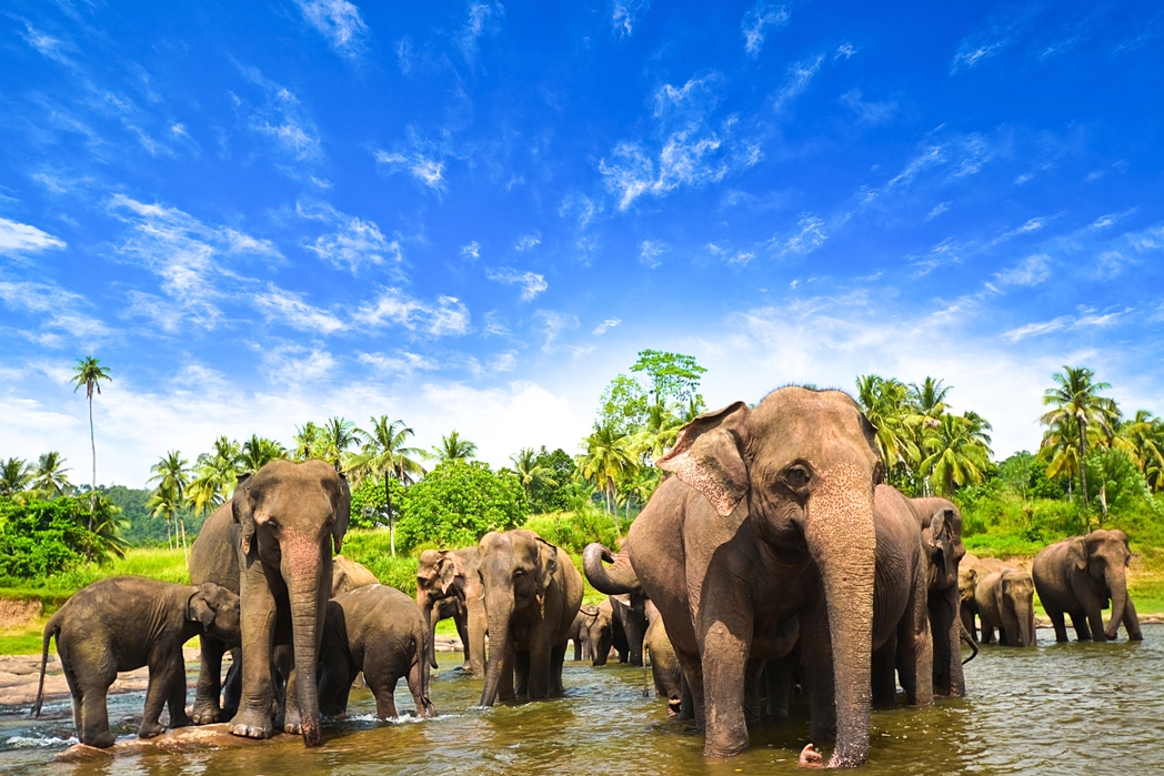 Elephants in Kandy - when is the best time to visit Sri Lanka