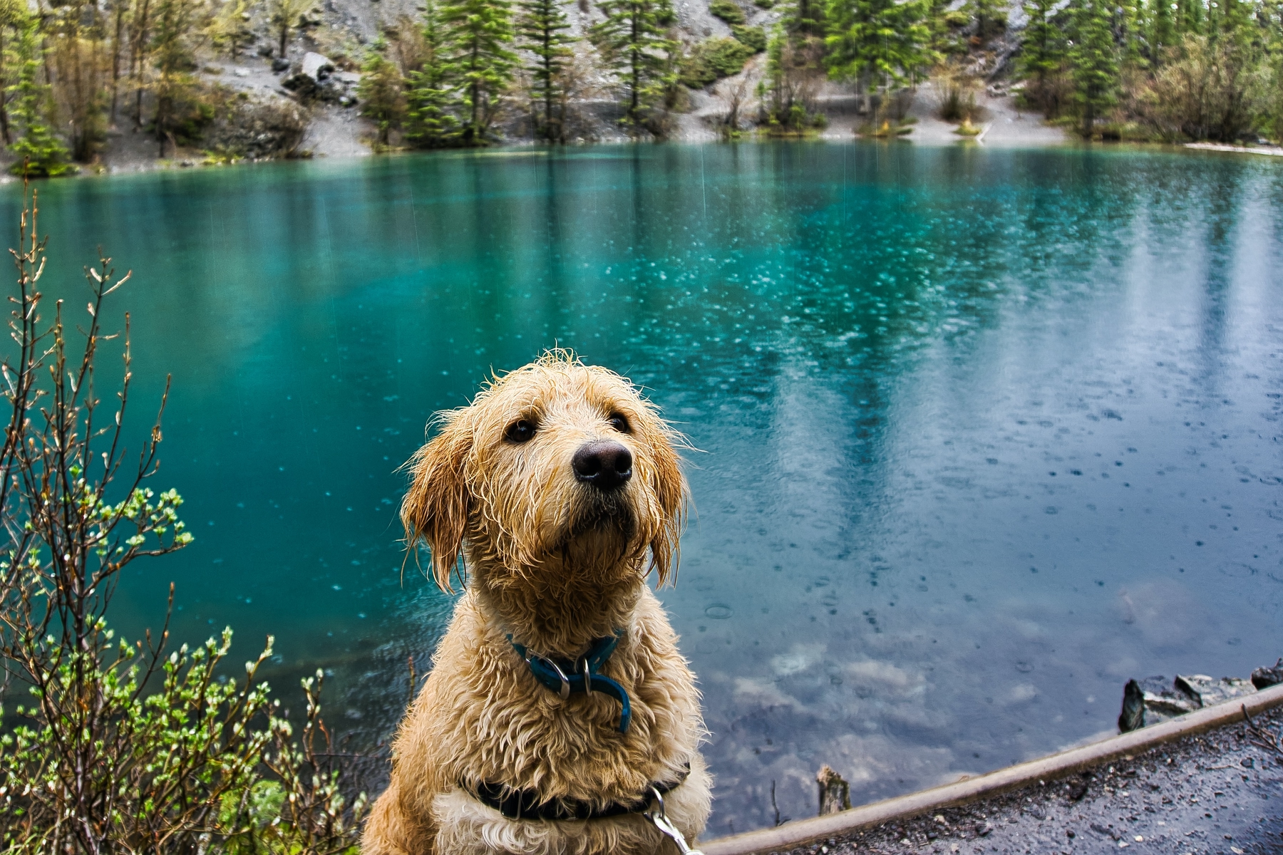 a dog by a lake in Canmore, BC, one of the best places to travel to in May