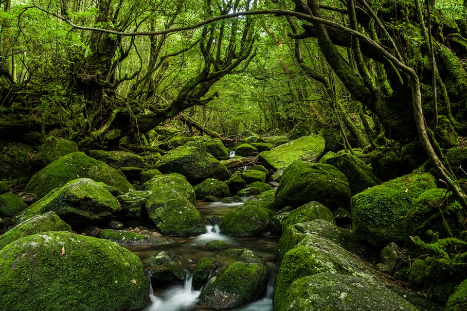 屋久島、知床、小笠原 − 自然豊かな国立公園にある日本の世界自然遺産 