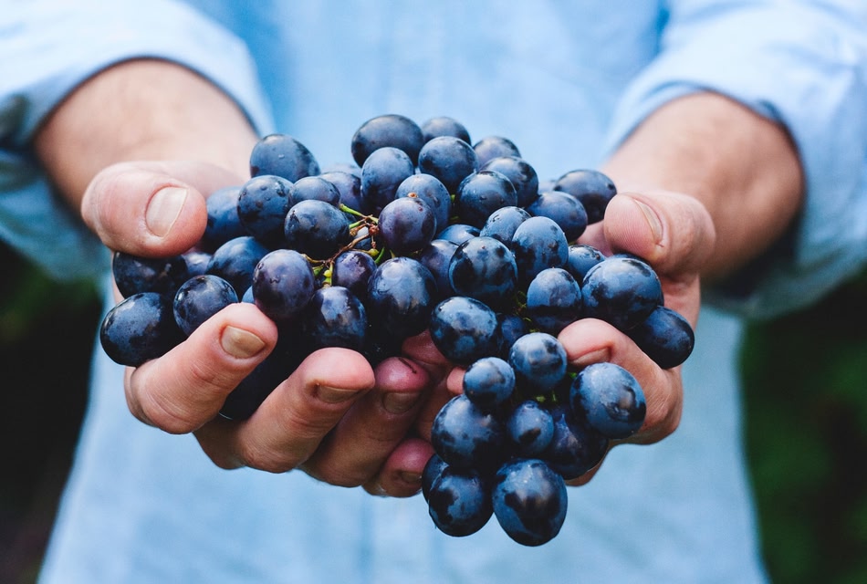 grapes in person's hand