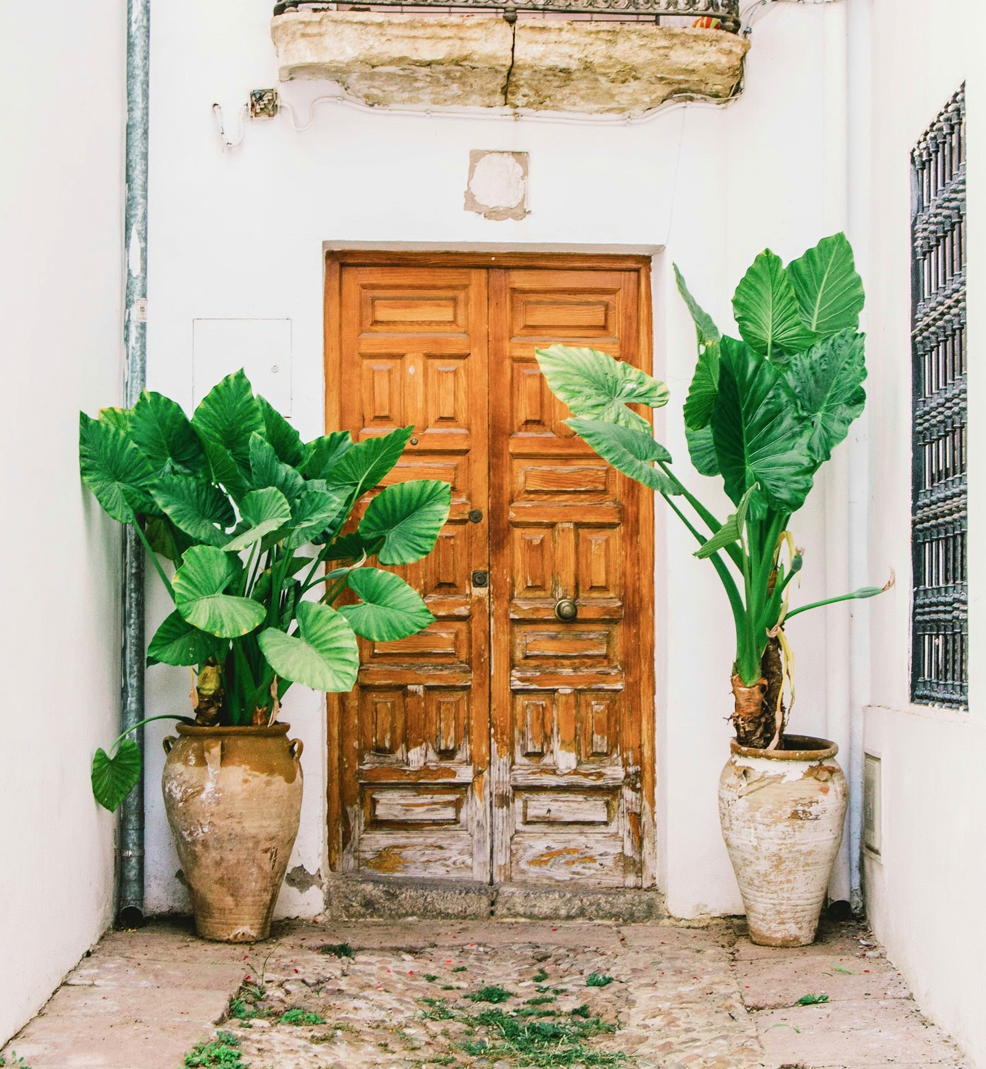 Een rustieke houten deur omlijst door twee grote groene potplanten in Cordoba, Spanje.