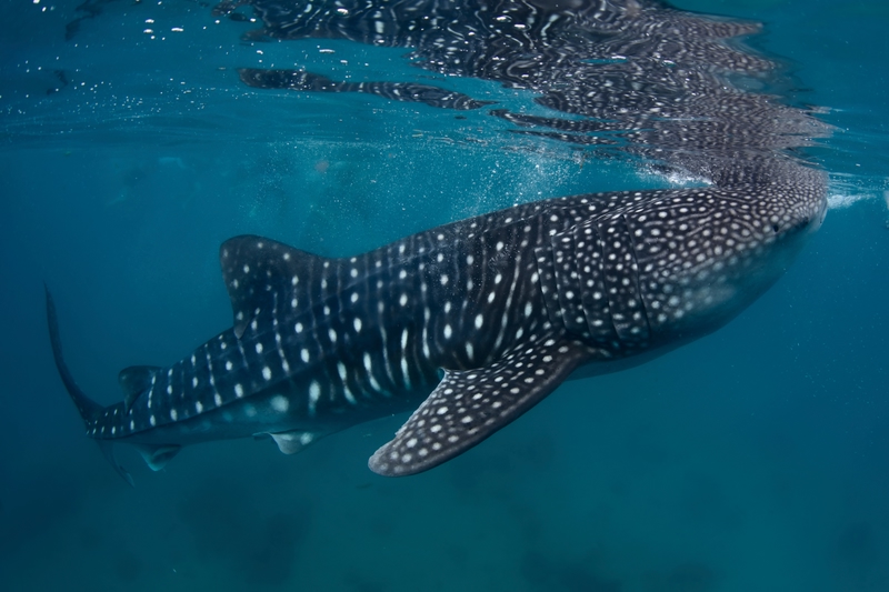A gigantic whale shark in Oslob