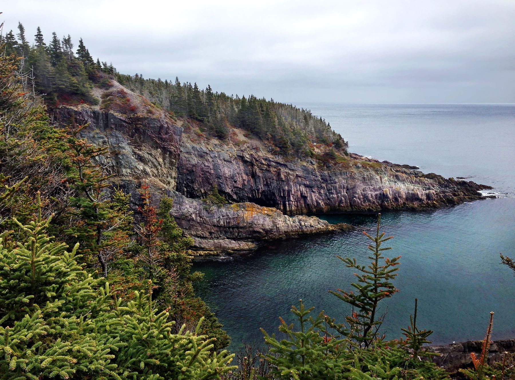 rugged coast and forest of the Avalon Peninsula in Newfoundland