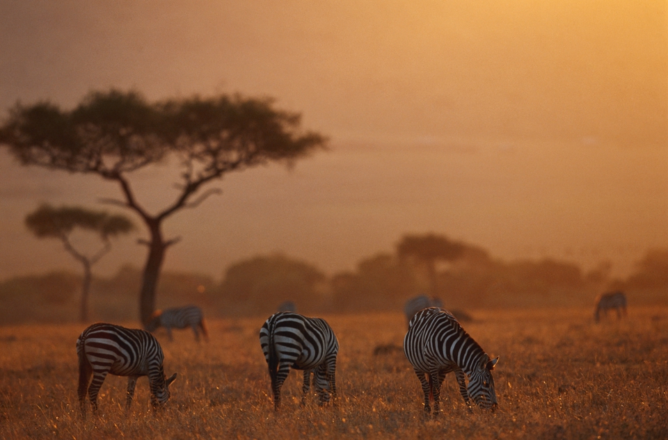 Safari in africa - tramonto in un parco