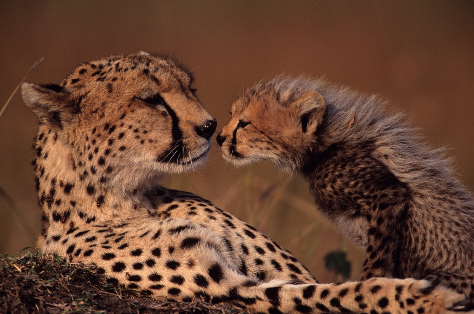 Safari in africa - Ghepardo con il piccolo