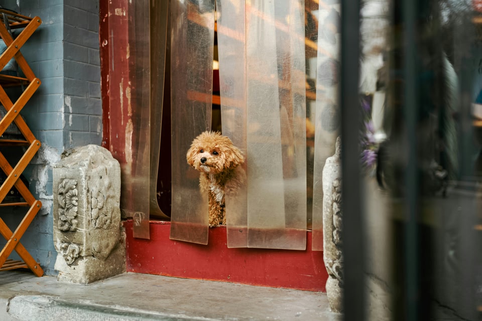 Person mit Hund auf einem SUP
