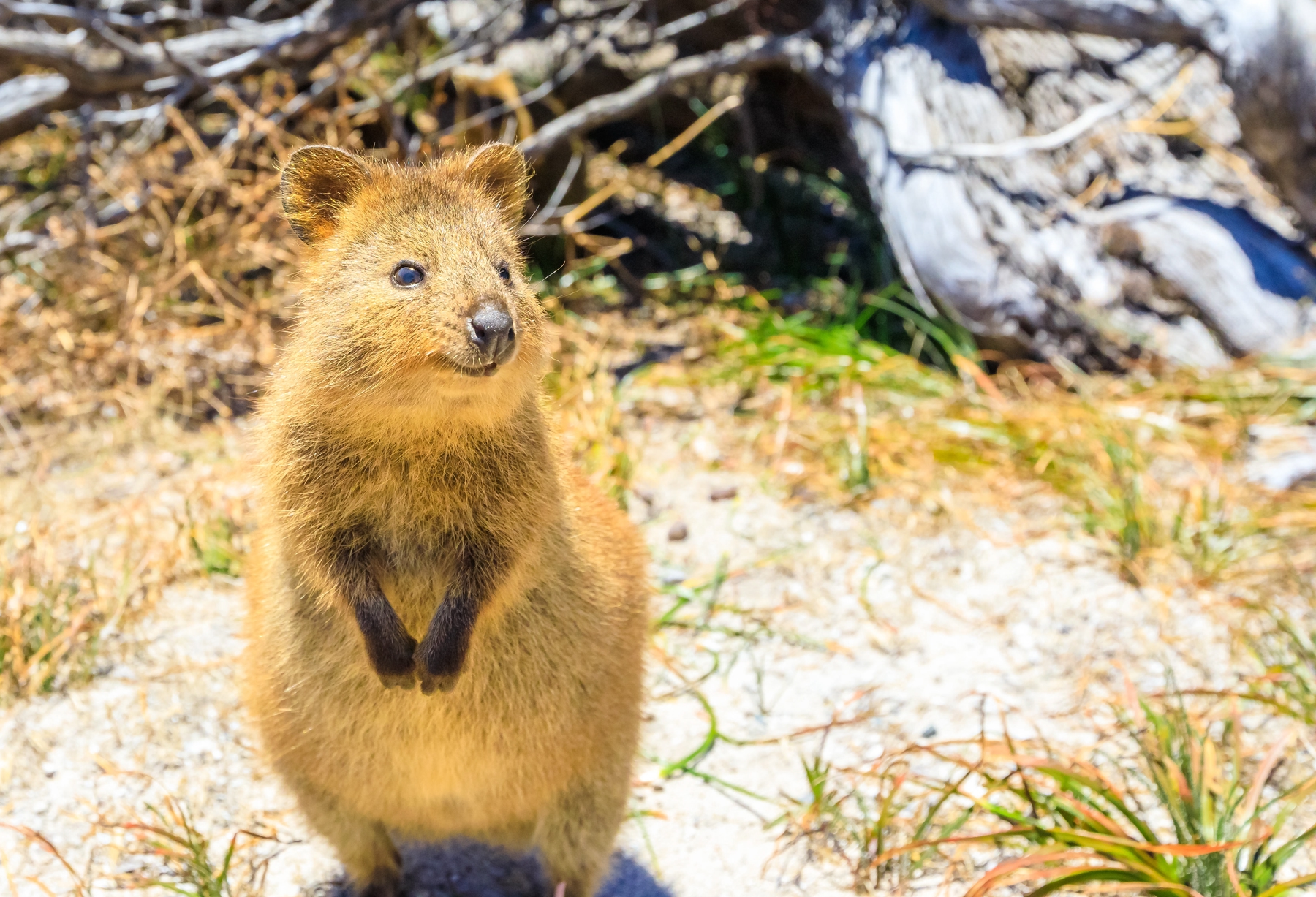 Quokkas are a highlight of Western Australia