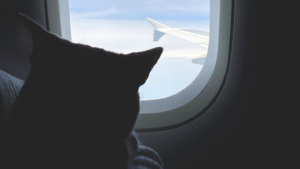 gato olha pela janela do avião - Quanto custa para levar um gato no avião?