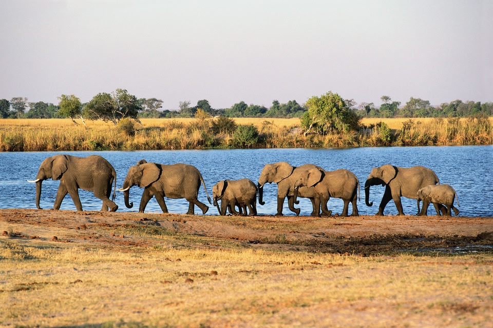 Die schönsten Nationalparks in Afrika: Chobe Nationalpark, Botswana