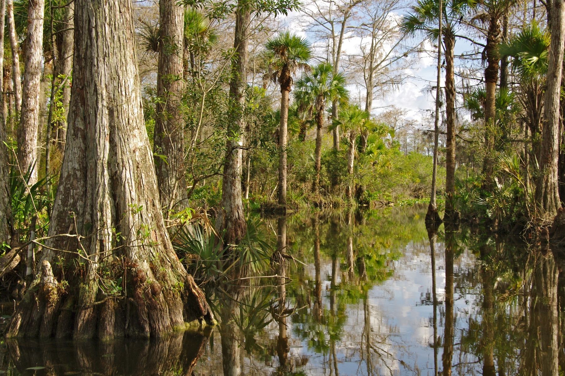 mangroves and trees in the swamp