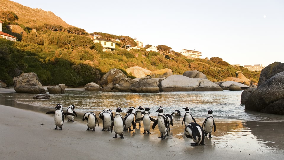 A charming scene of African penguins gathered on Boulders Beach, South Africa. The penguins are the main focus, with a scenic backdrop of a hillside dotted with houses and lush greenery.
