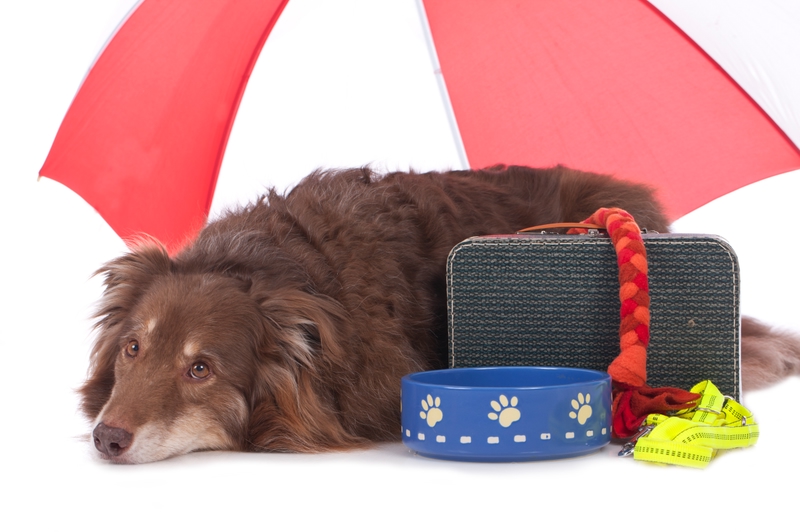Verreisen mit Hund