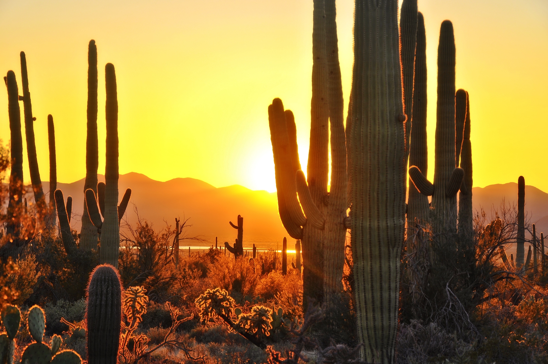 Desert sunset with cacti