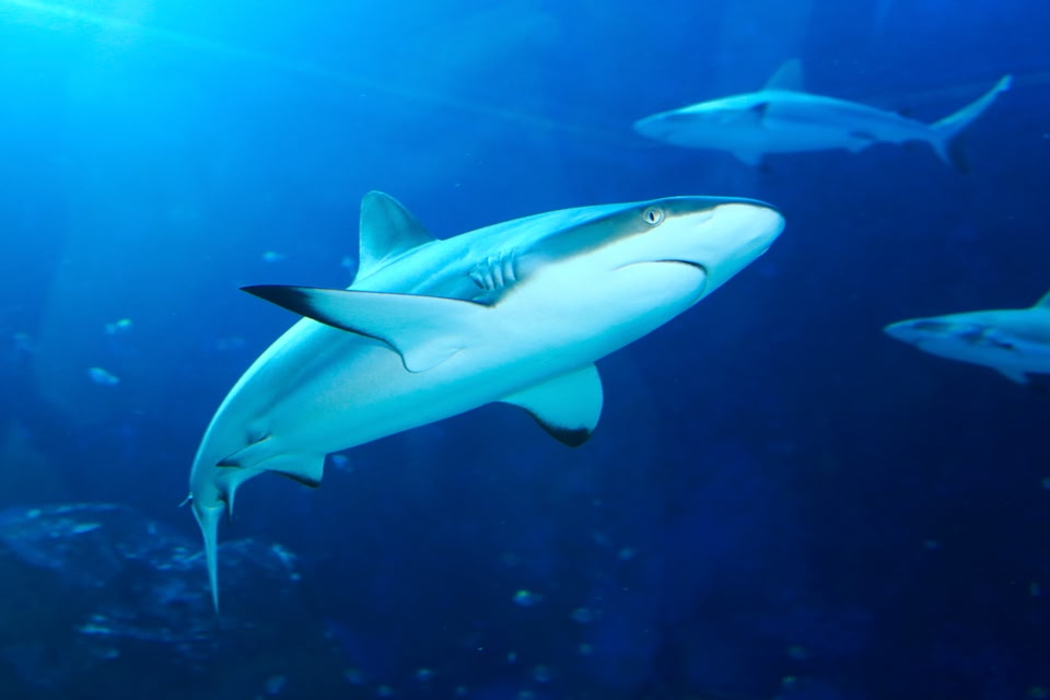 Καρχαρίες στο εντυπωσιακό στο S.E.A. Aquarium - ταξίδι στη Σιγκαπούρη