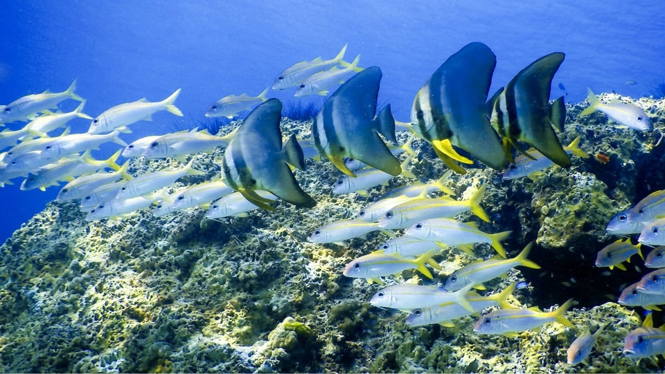 Tropical fish swimming