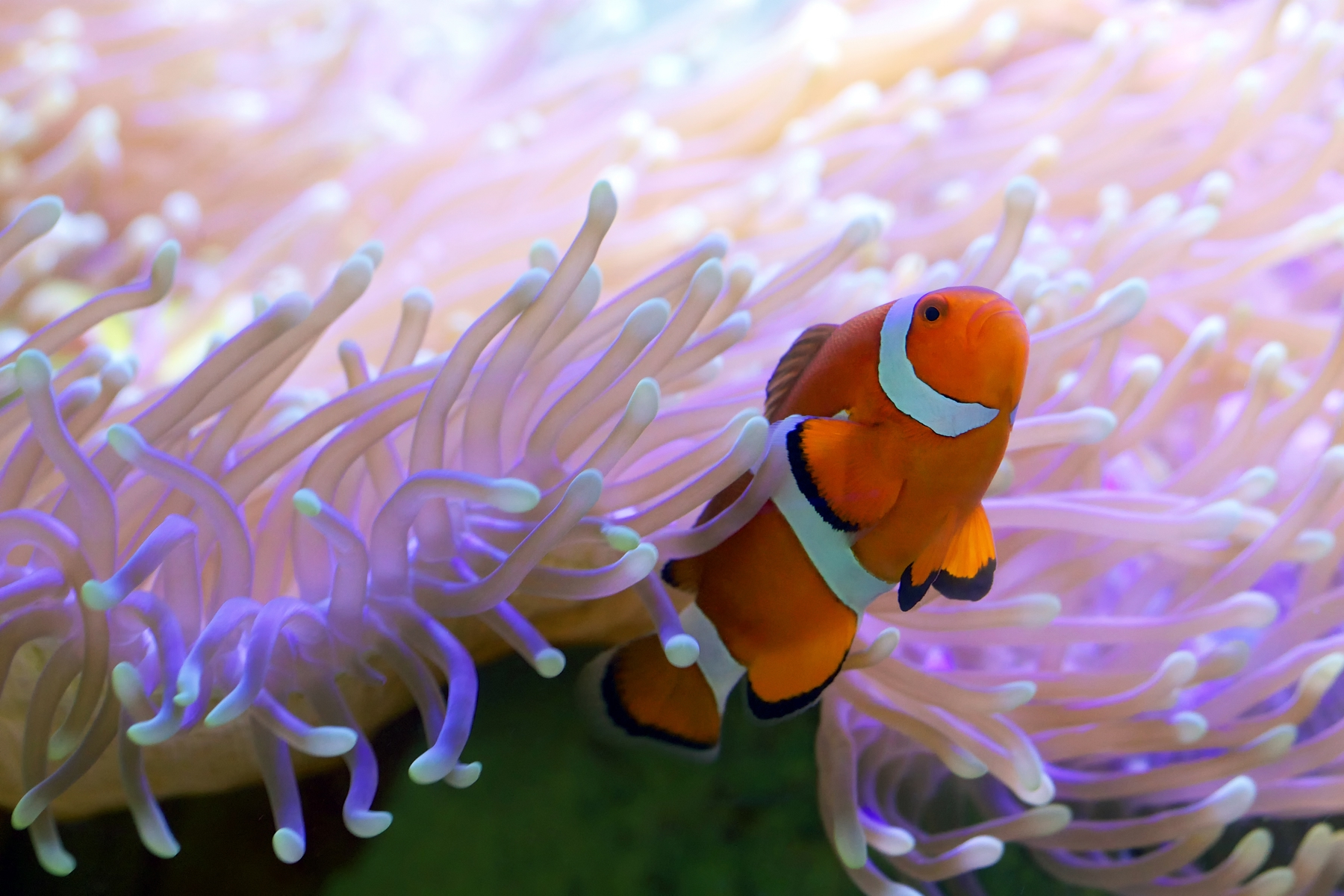 clown fish in Great Barrier Reef