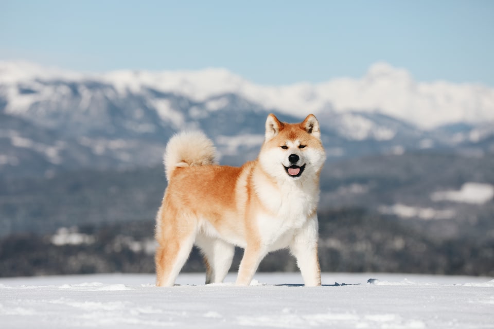 Akita inu dog enjoy the winter