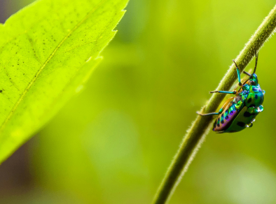 Close-up shot of a brilliantly colored bug climbing up a plant stem, showcasing its intricate patterns and unique features.