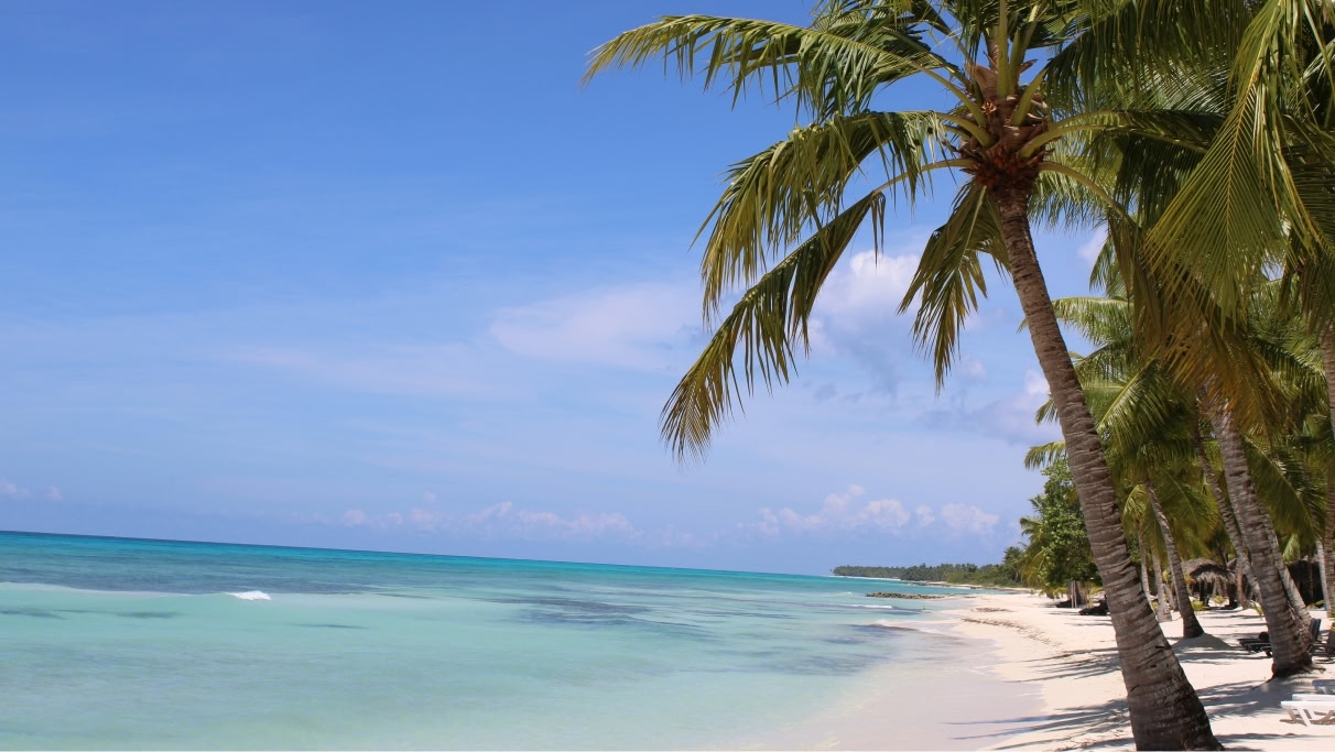 A palm tree by the seashore on an empty Punta Cana beach.
